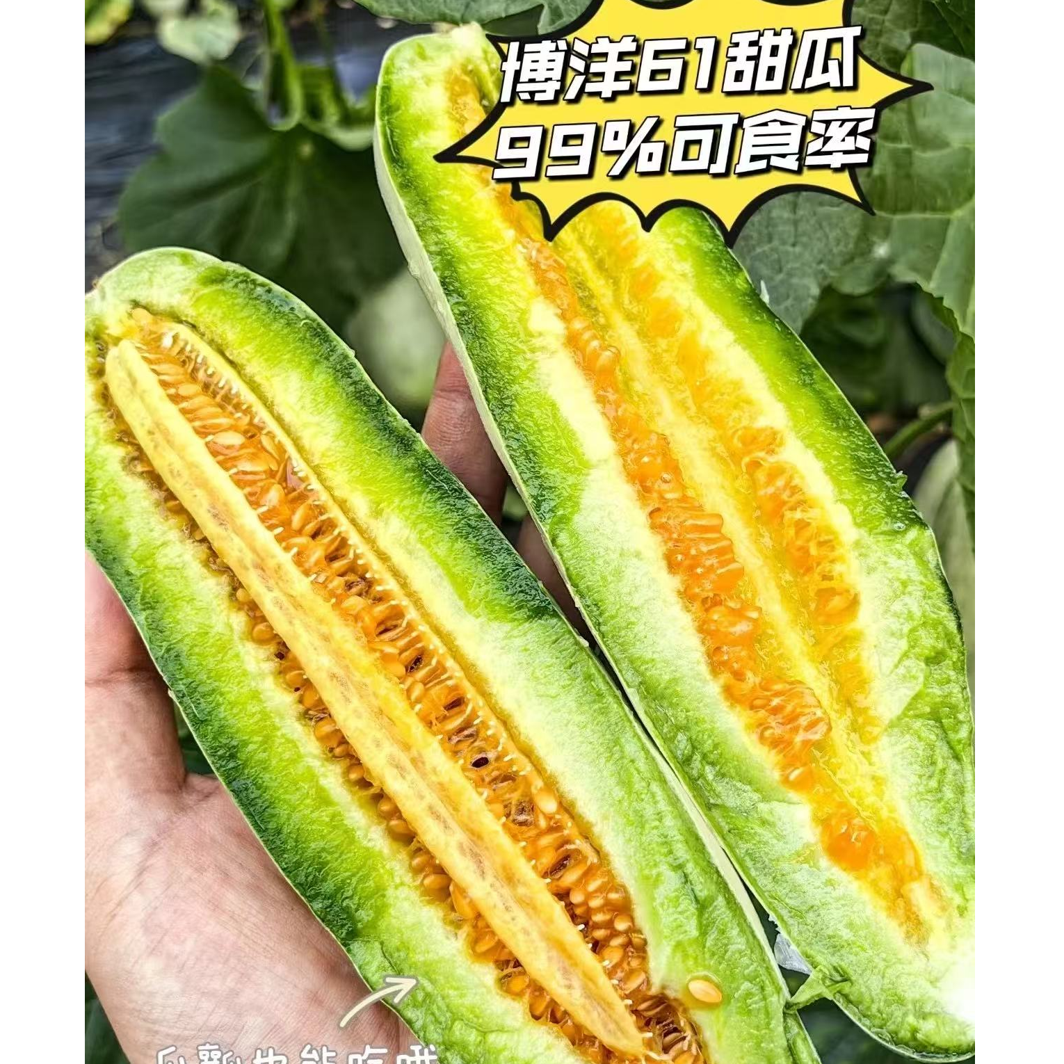 果切山东博洋61蜜瓜切盒一盒