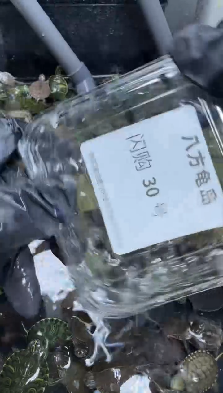 公母搭配宠物龟30号闪购