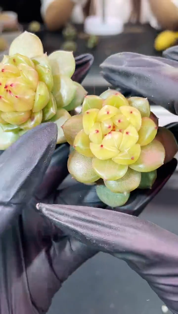 闪购1416  新品珍妮多肉一颗  3.5-4厘米