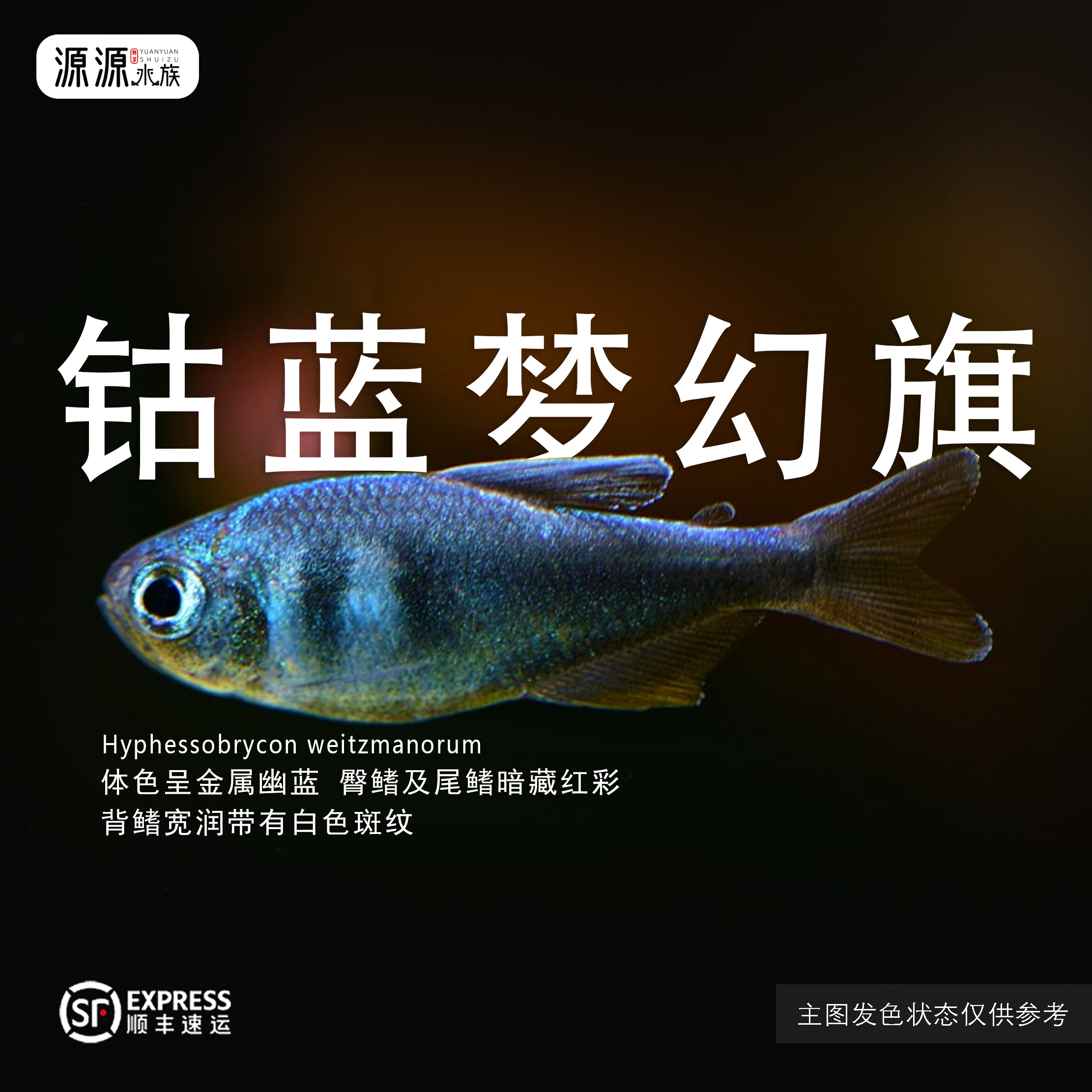 【源源水族】钴蓝梦幻旗 高级小型灯科鱼