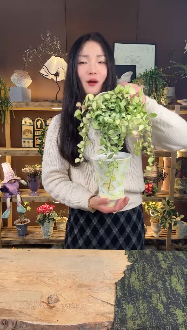 以实际为准修内球兰育苗盆