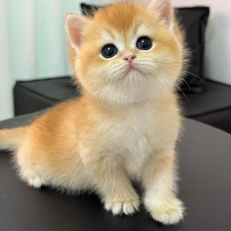 小黄人猫咪活体链接