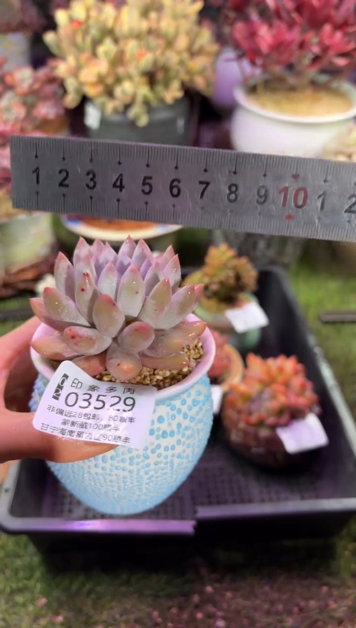 【闪购商品】03529脱土带盆