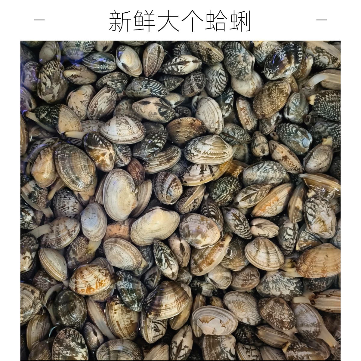 鲜活花蚬子黄蚬子白蚬子【老笨生鲜】10元起送满98元包邮500g
