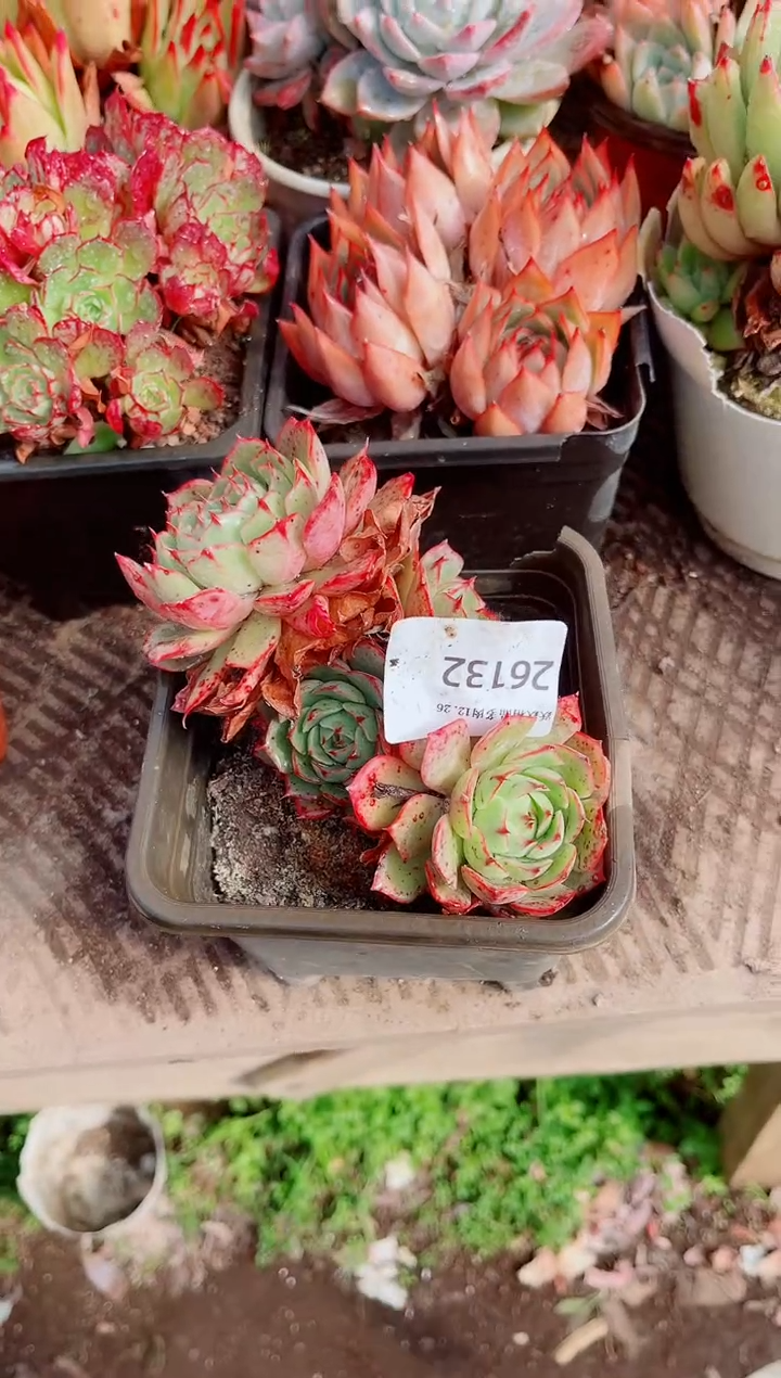 用****0跃跃精品多肉26132