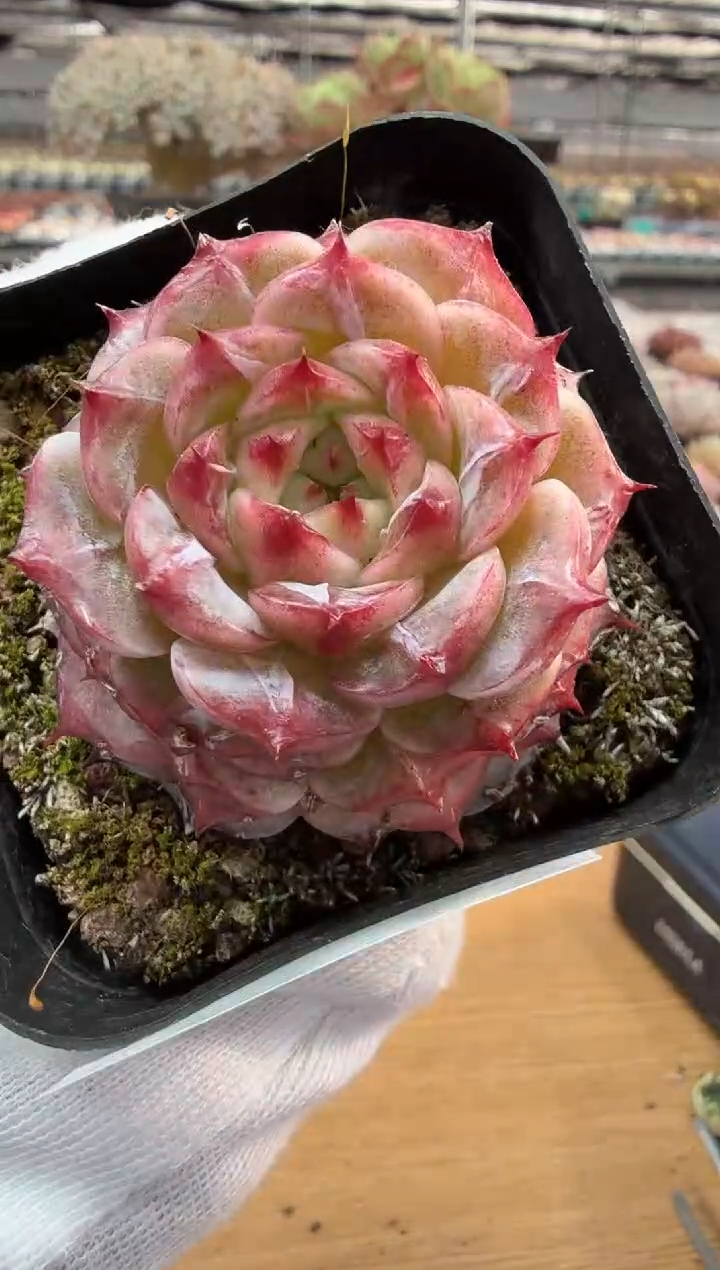 东云多肉园二店-274