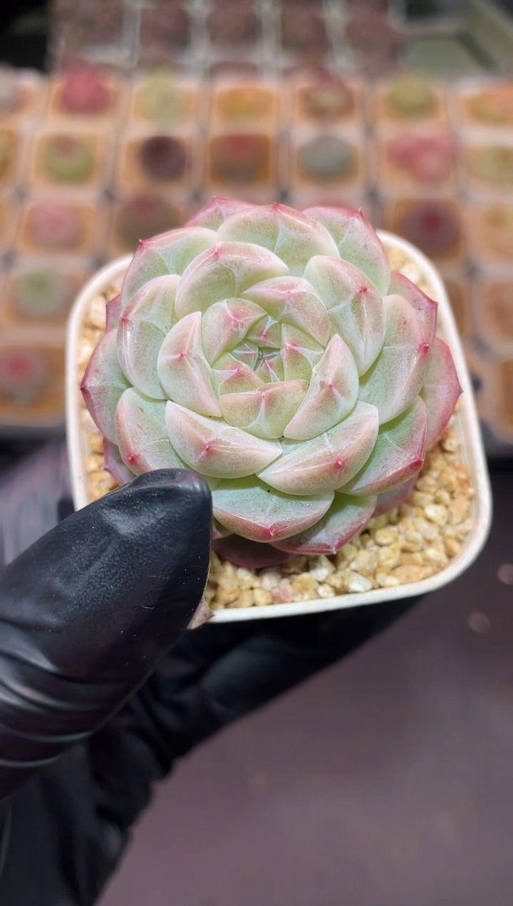 闪购750 琉璃弹珠多肉一颗  3.8-4厘米