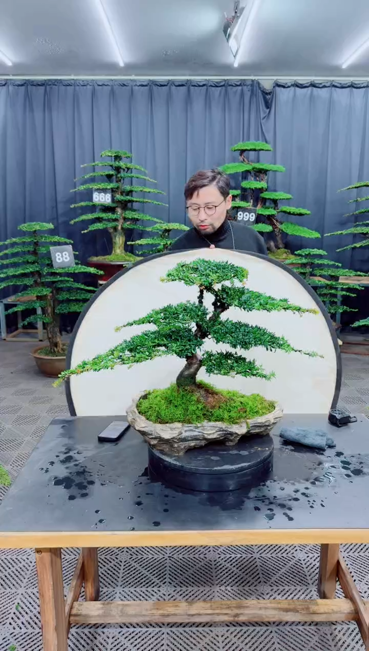 无花朵盆景......