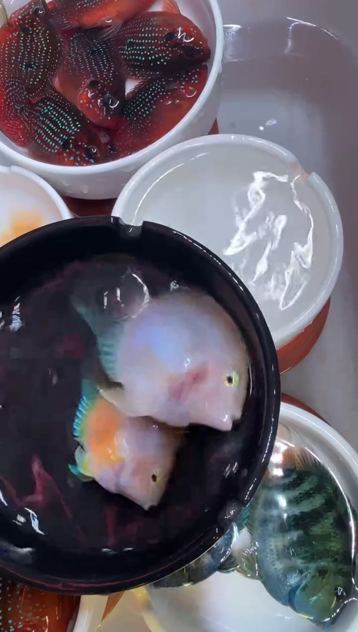 鹦鹉鱼一对胭脂瑕疵