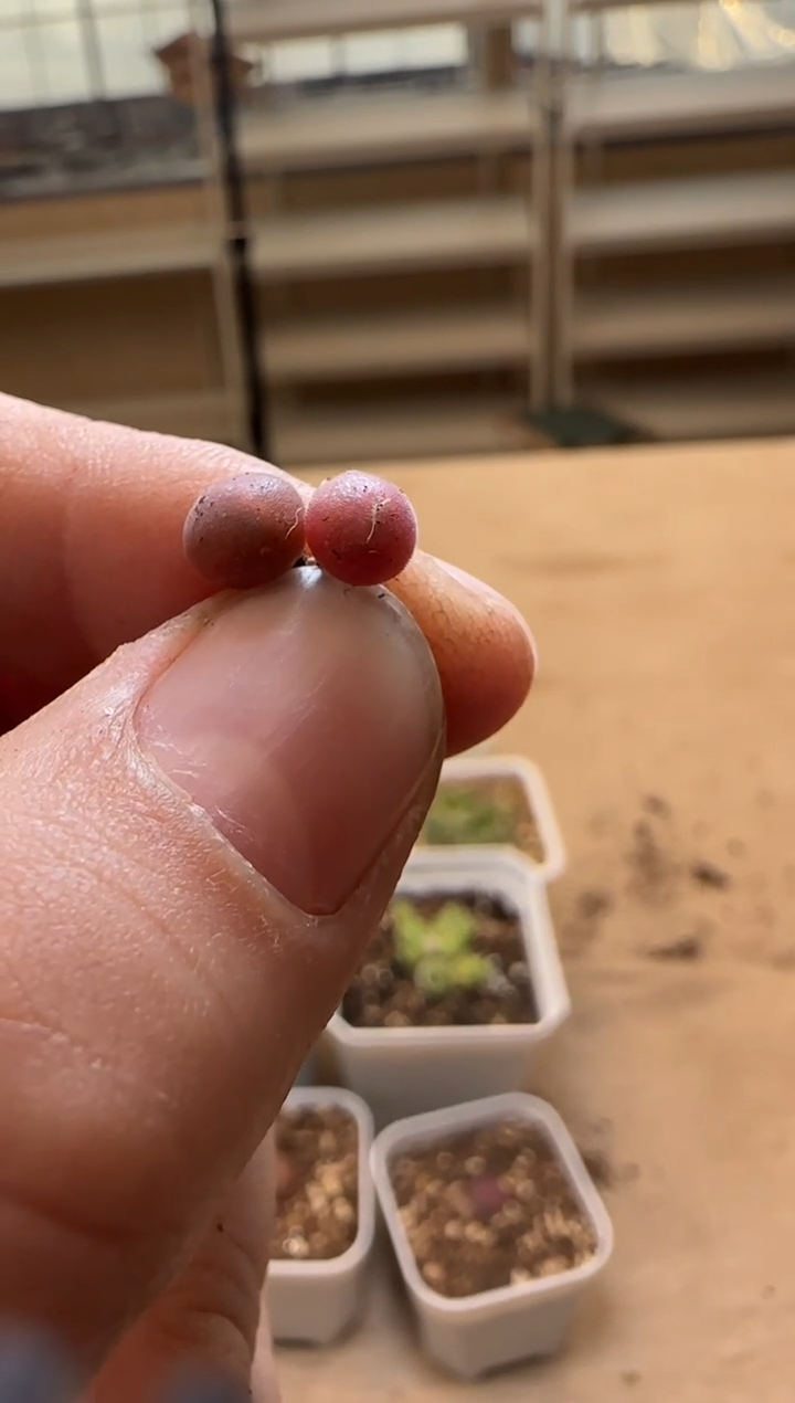 【闪购商品】14-198