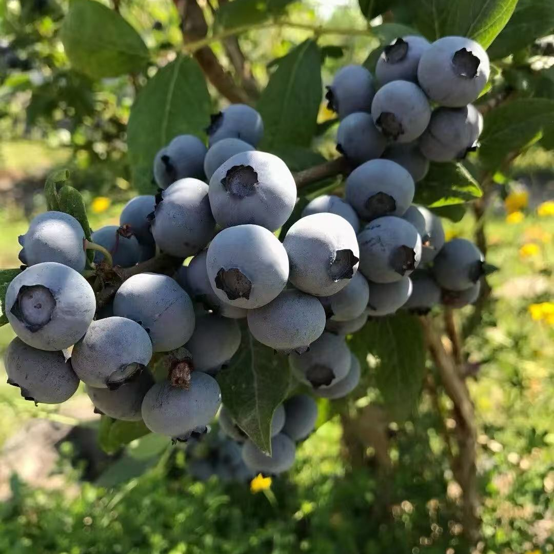 蓝莓树苗 大号带果家养室内盆栽绿植网红造景植物