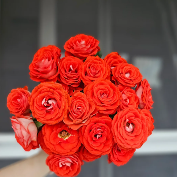 【今喜花舍】（多头）惊艳泡泡   0°以下地区记得拍保温棉哦！！！