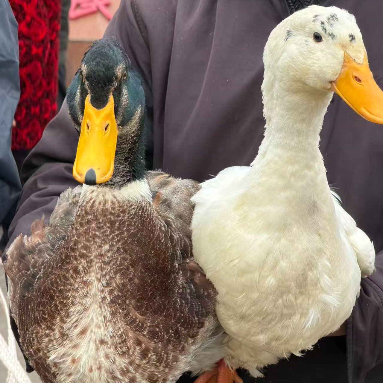 观音镇古塘村助农直播专属通用链接-曾云散养土鸭子点杀发货