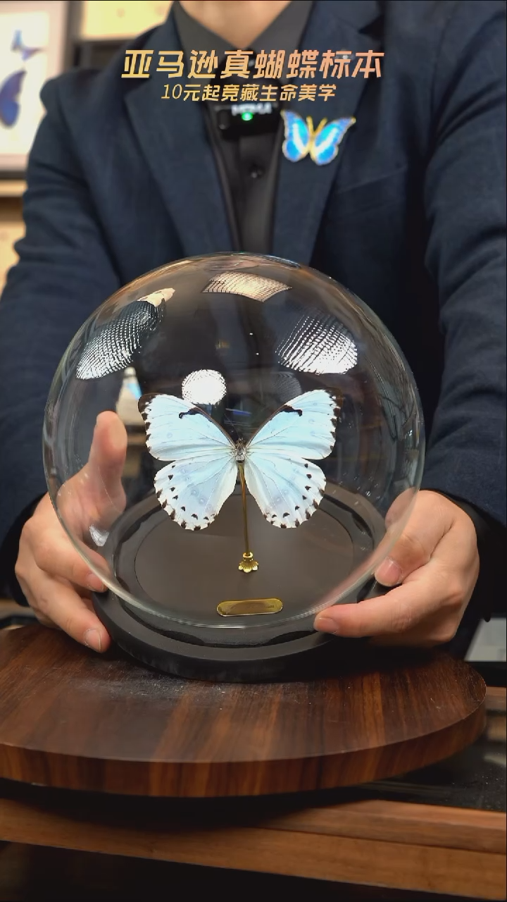 蝴蝶标本摆件竞拍肯特玻璃球款j199