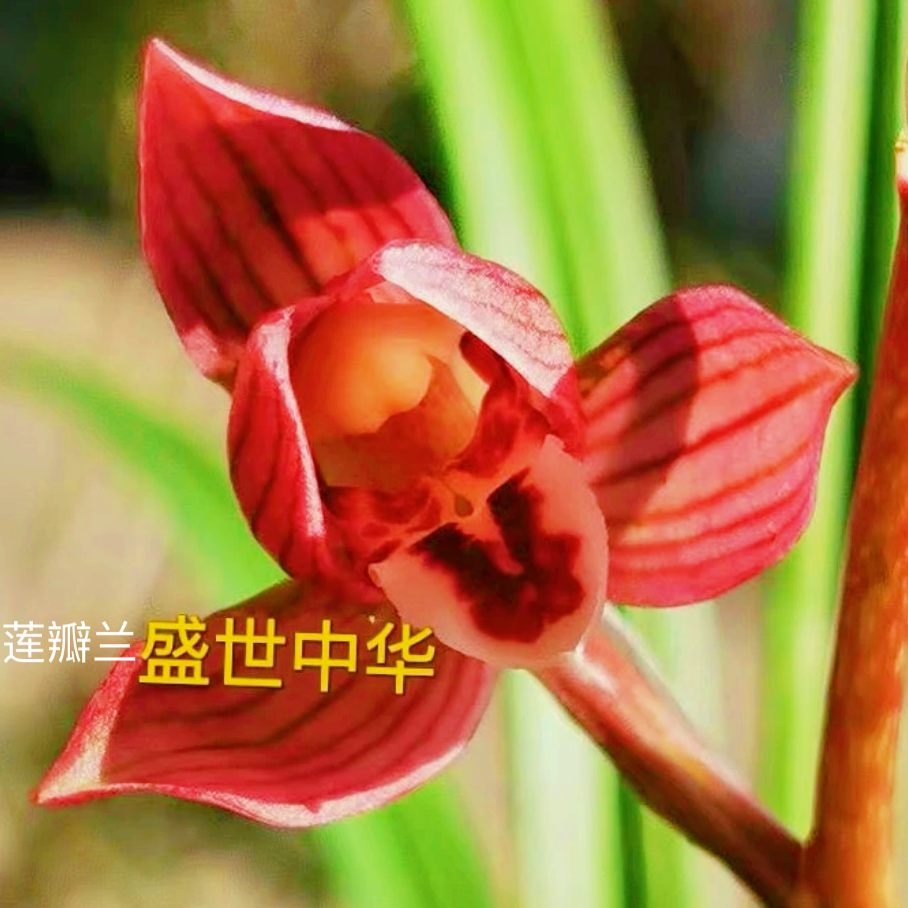 【盛世中华】莲瓣兰名品浓香好养易活人工种植