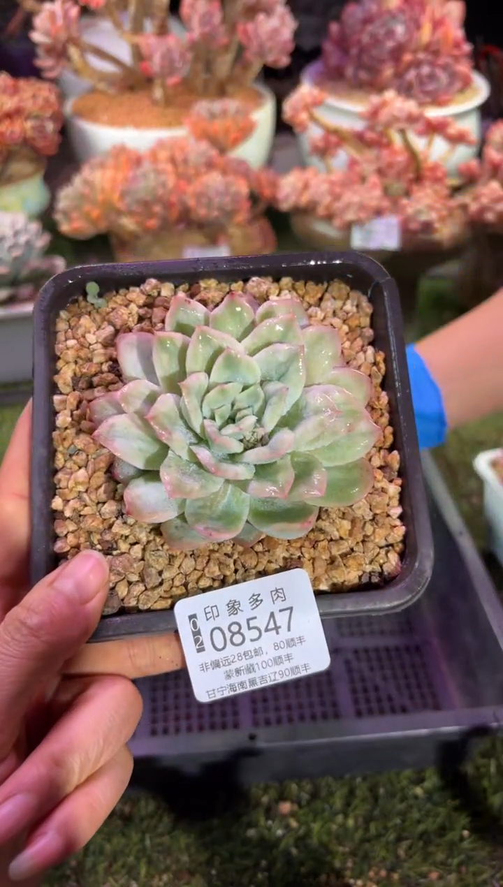 【闪购商品】08547