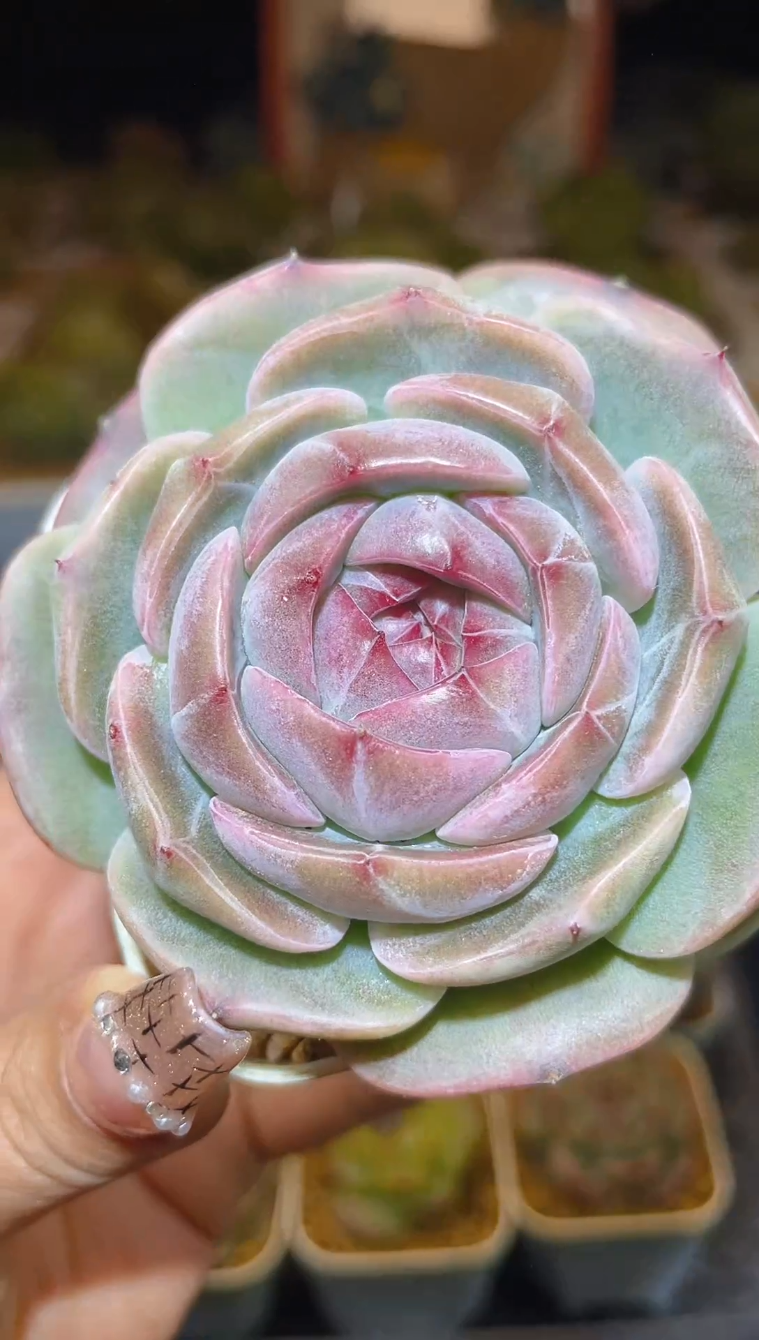 【闪购商品】168珍妮