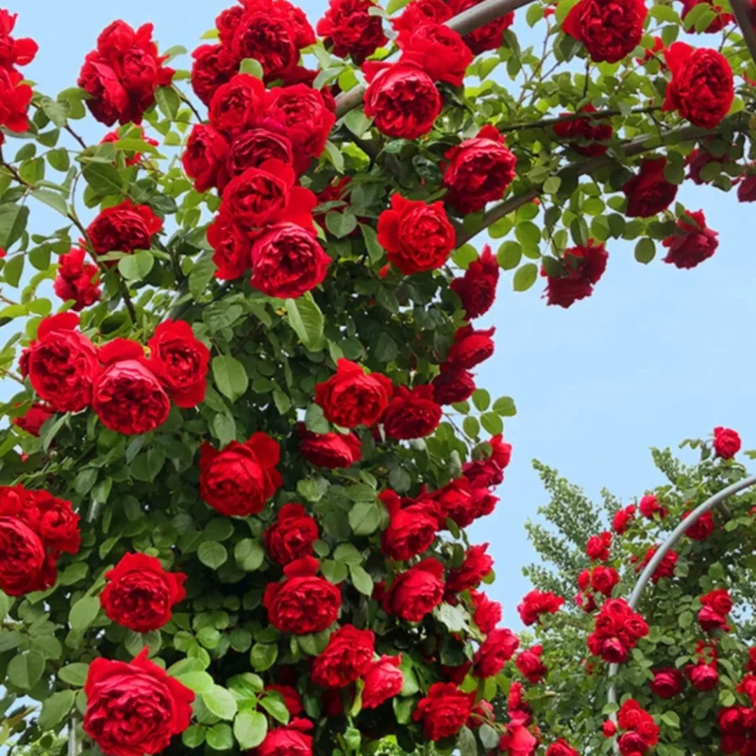 黑哥的植物佛罗伦蒂娜藤本扦插盆栽多季节重复开花