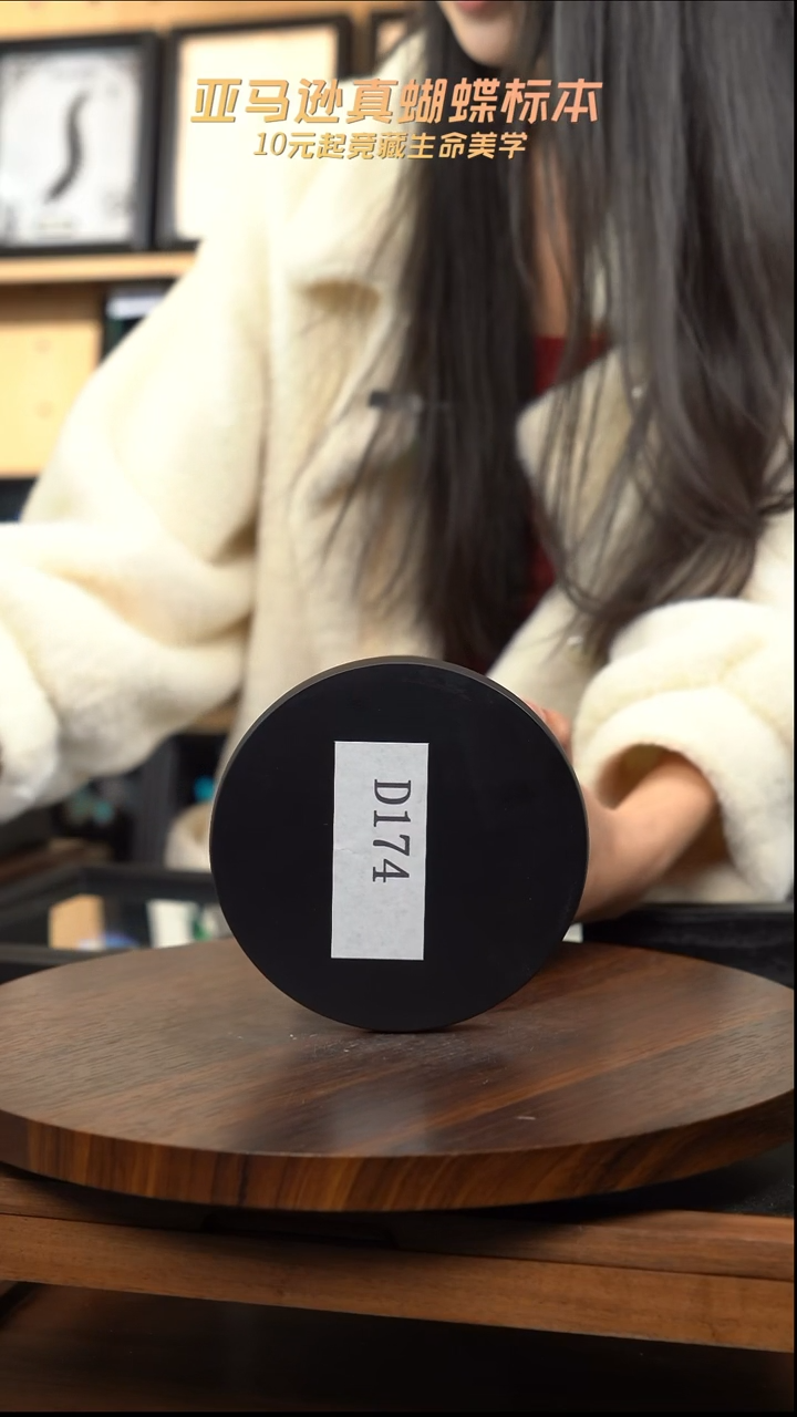 动物标本摆件竞拍d174