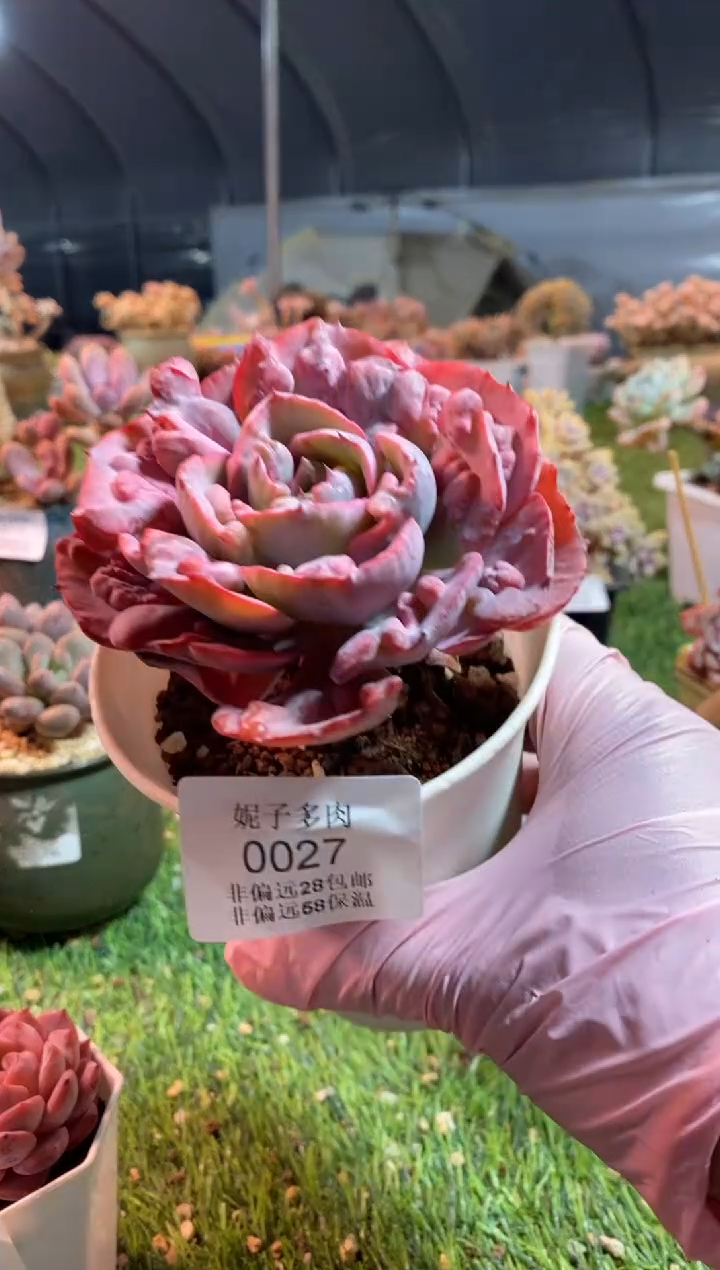 【闪购商品】0027a