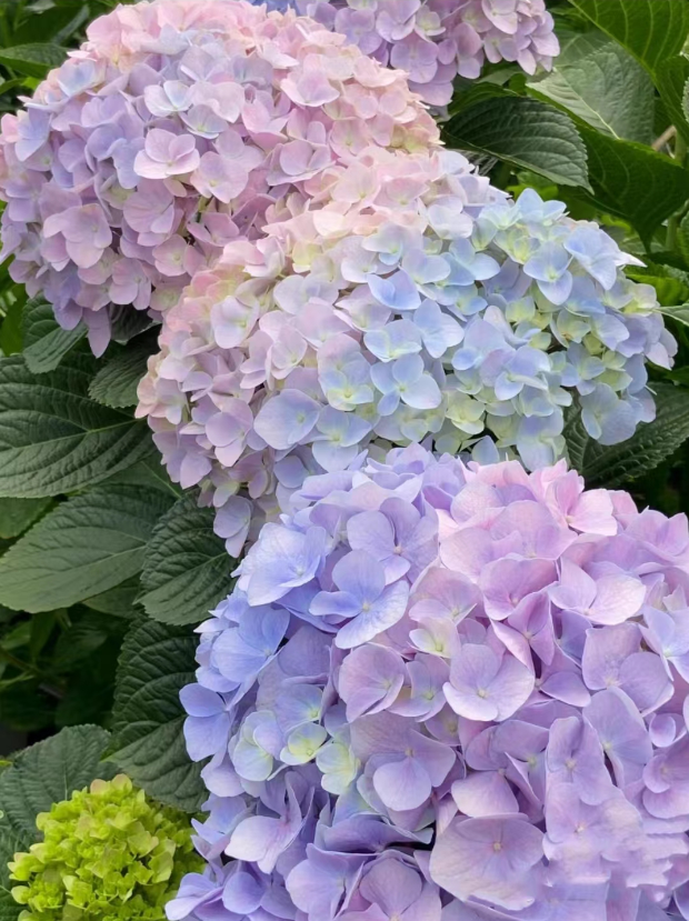 易多梦幻 一年多季可开 可调色勤花 绣球盆栽 基地直发