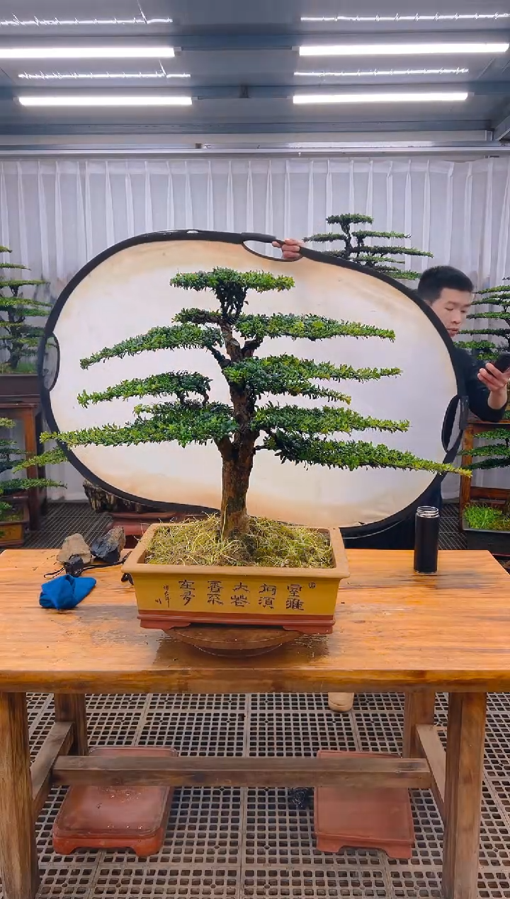 【闪购商品】紫砂精品盆景直播间一物一拍