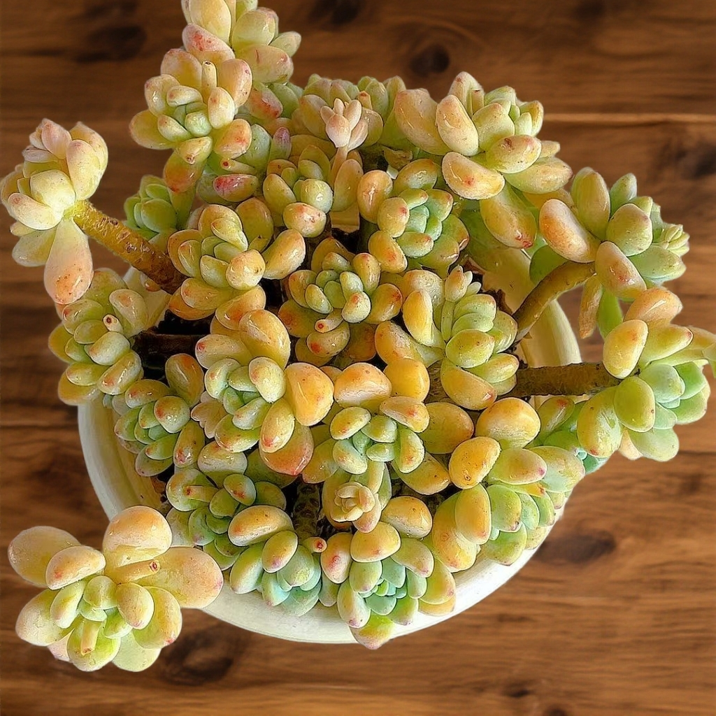 香水劳尔12-15公分【脱土发货】多肉植物 两单包邮 皮实 好养