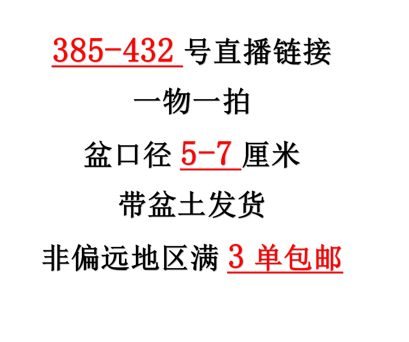 12月22日385-432 一物一拍3-5cm精控多肉