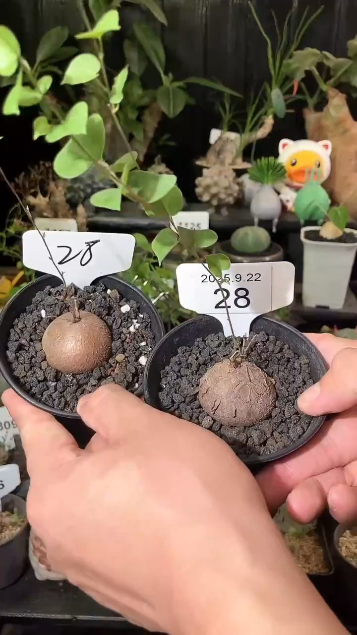 28号922福利南非龟甲龙买1个送1个
