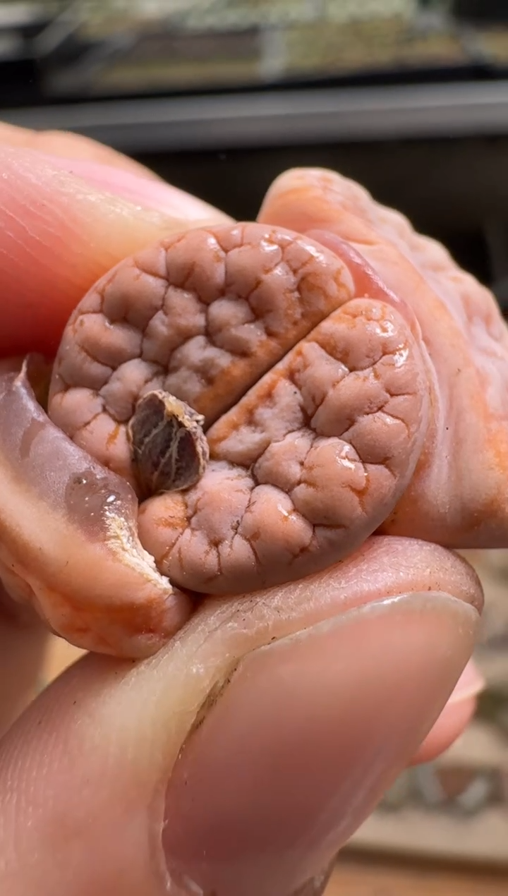 【闪购商品】1/22-142