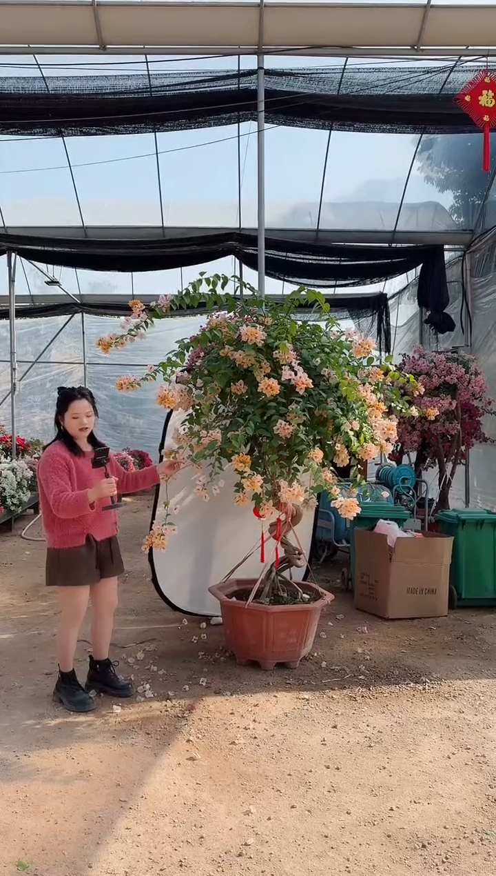 【闪购商品】盆景黄女郎