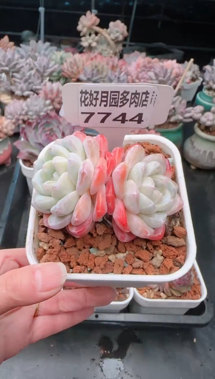 【闪购商品】7744冰玉