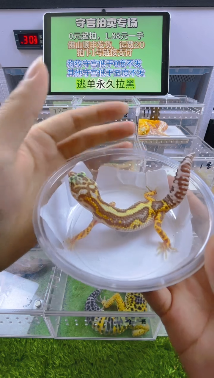 豹纹守宫守宫可爱温顺迷人好看