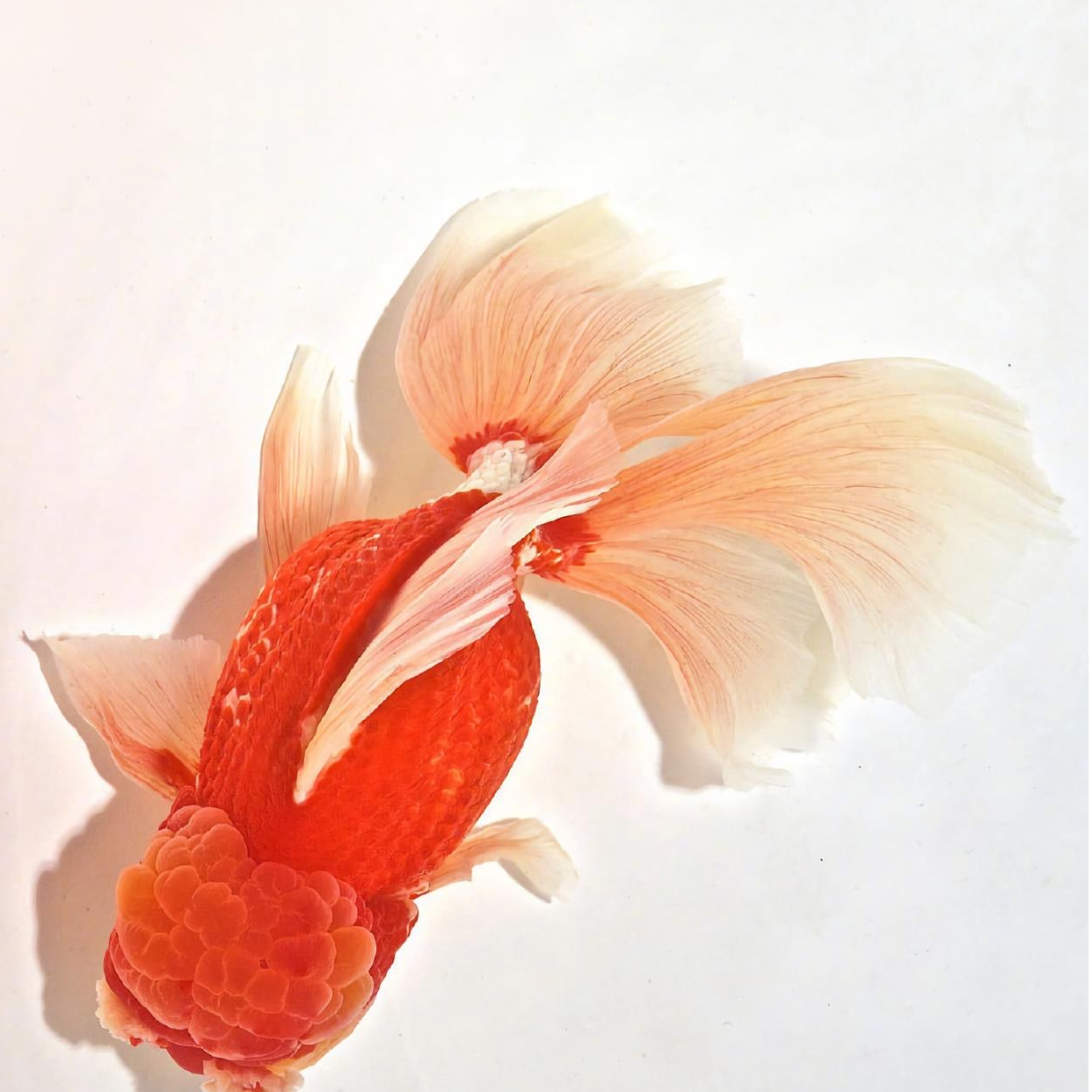 浮力冷水耐活大金鱼！！