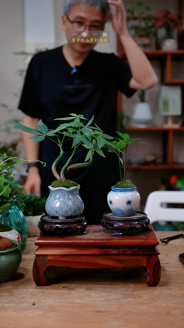 不开花植物林***~发财树+竹柏394