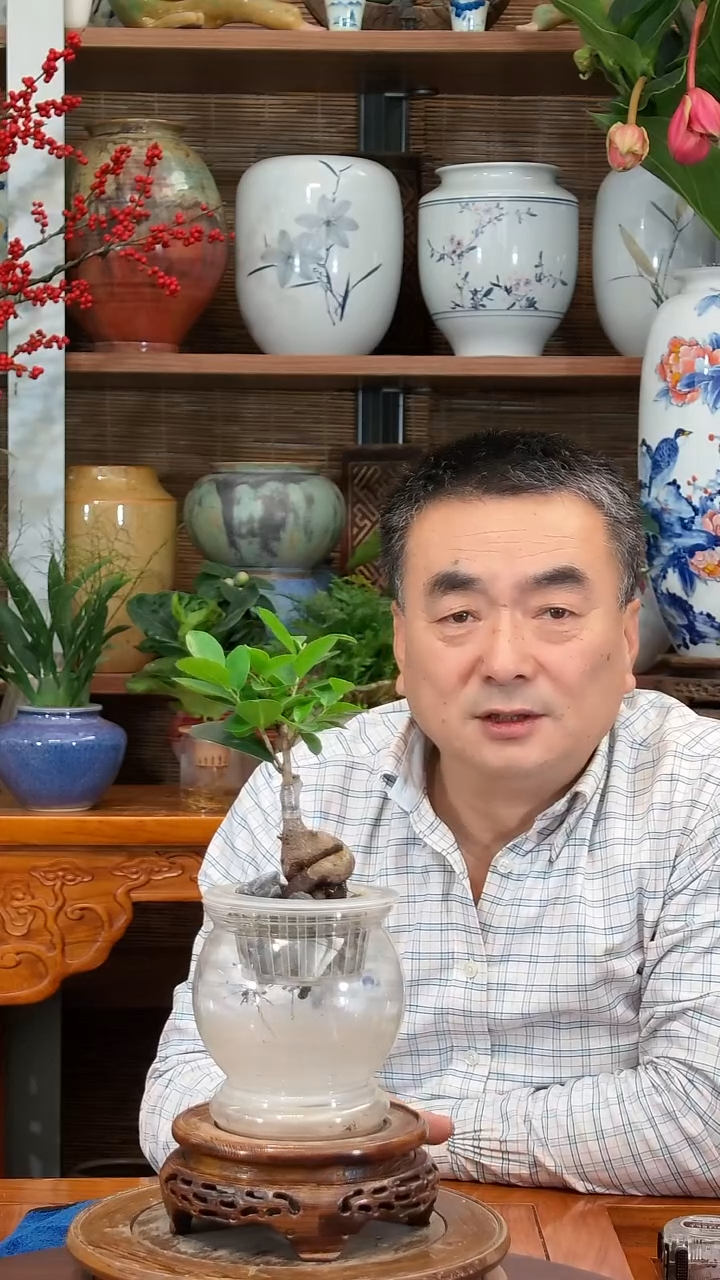 全部花苞电***工水之韵水培人参榕