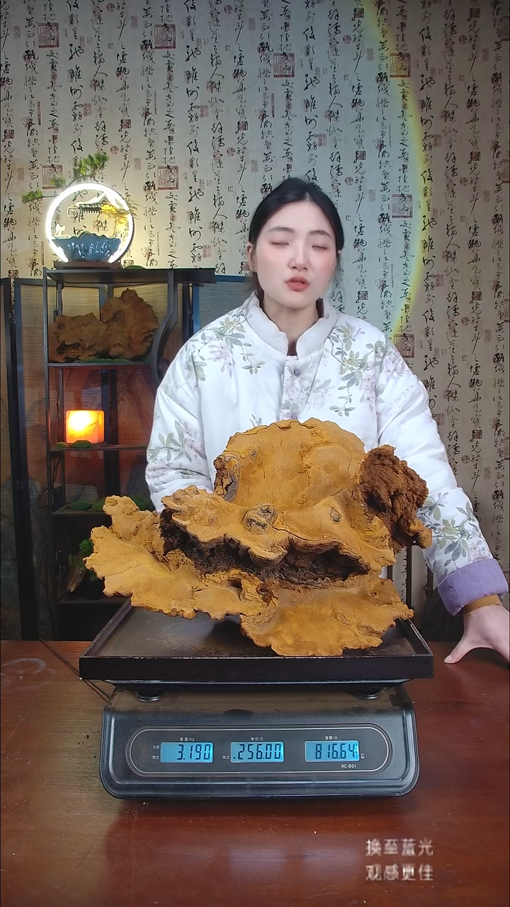 松针层孔菌中国大陆【藏区野生】松树桑黄（6.38斤）70-80年份