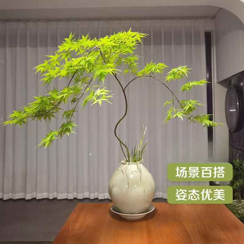 流泉枫中式绿植茶空间桌面绿植室内外好养禅意款（直播间一物一拍）
