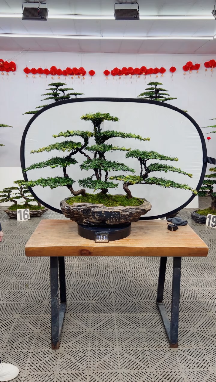 【闪购商品】盆景盆景