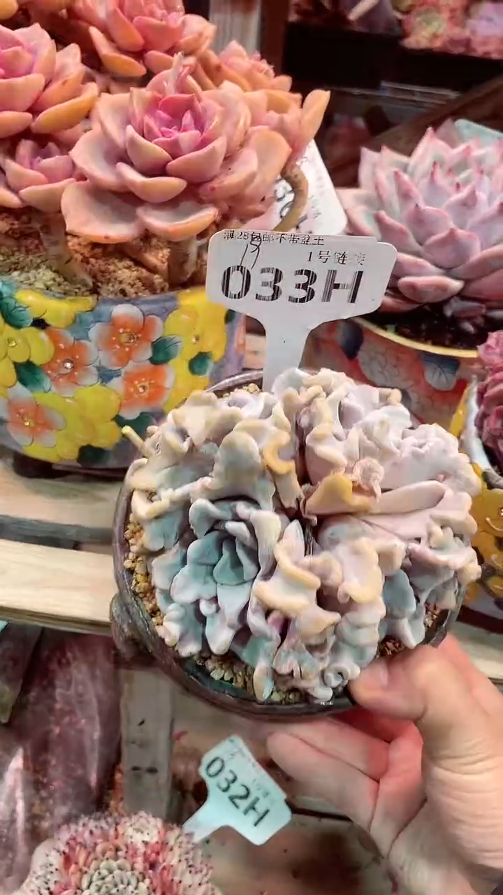 【闪购商品】033HHH