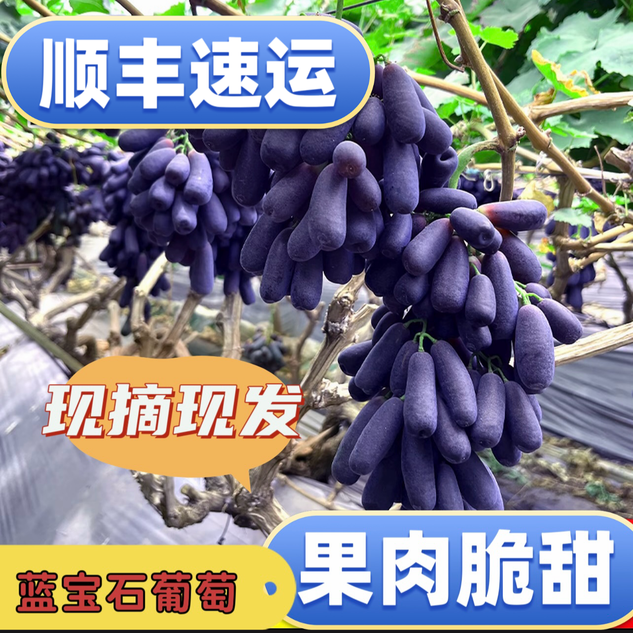 (顺丰速运）金手指黑提无籽提子葡萄当季新鲜水果脆甜可口