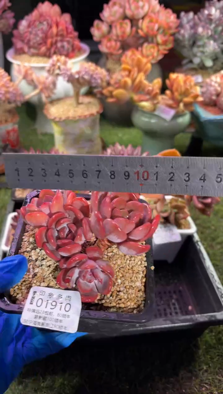 【闪购商品】01910