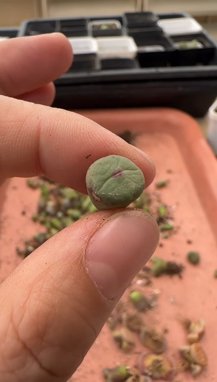 【闪购商品】13-203