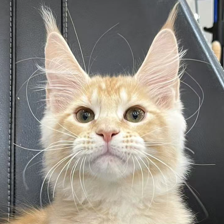 来了姊妹-红虎缅因猫 弟弟 10