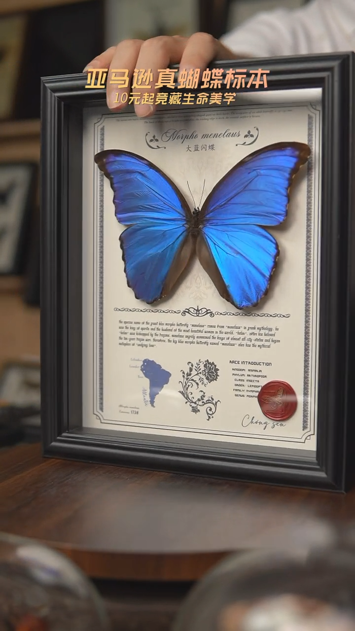 王*韬蝴蝶标本摆件一口价f181