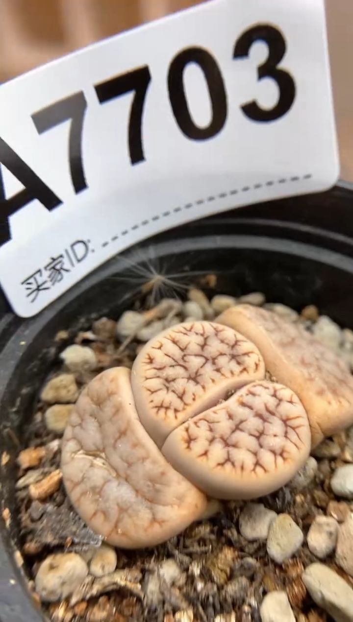 【闪购商品】7703直播一物一拍