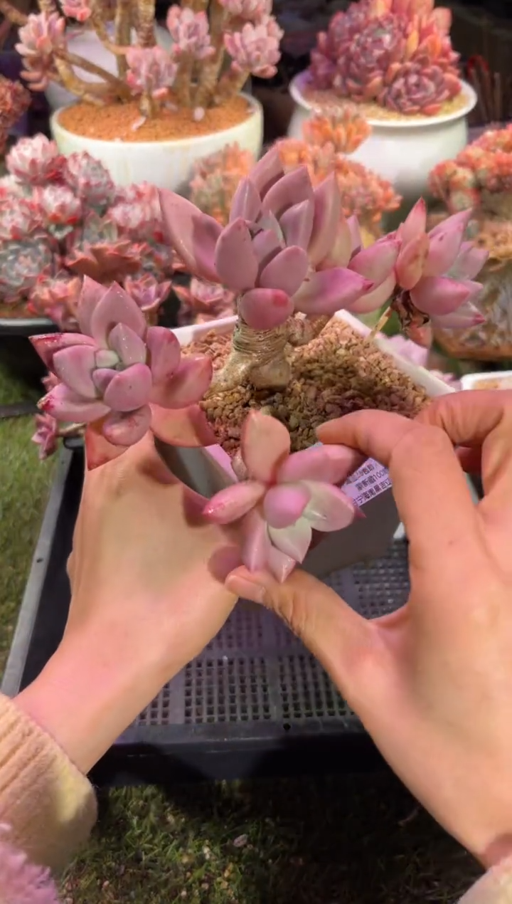 【闪购商品】08134