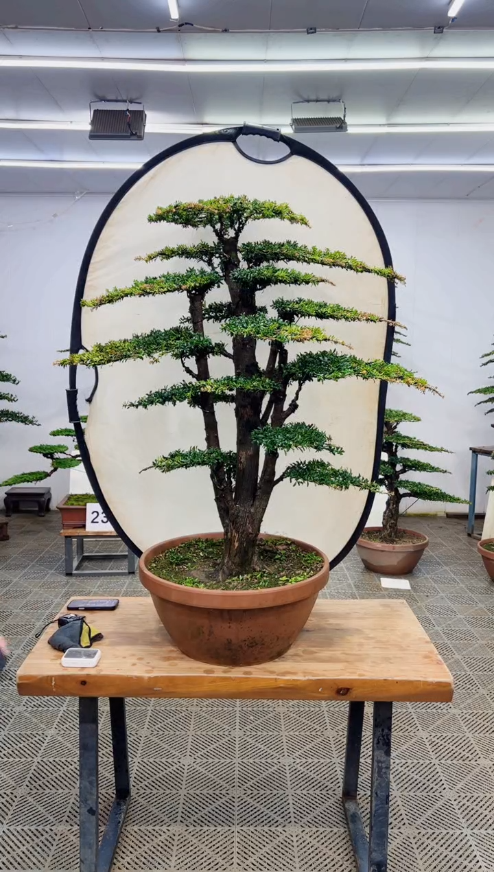 无花朵造型盆景一物一拍