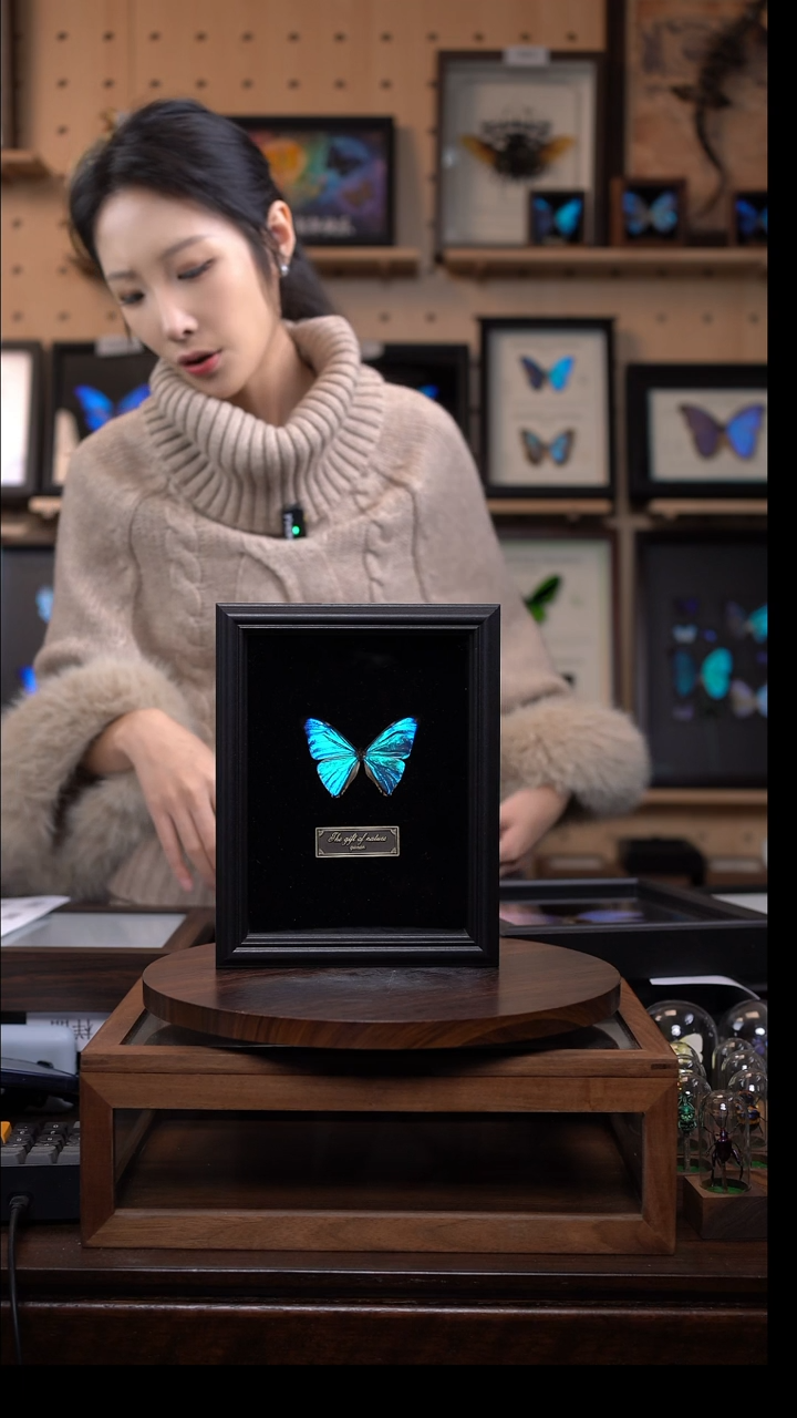 西风闪蝶标本摆件