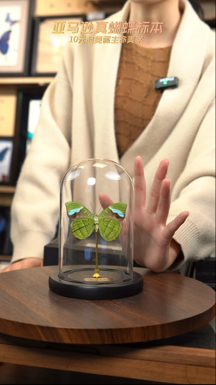 蓝带鸭反面小号玻璃罩